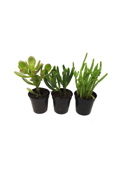 Crassula Para Ağacı Seti 3 Adet Bitki