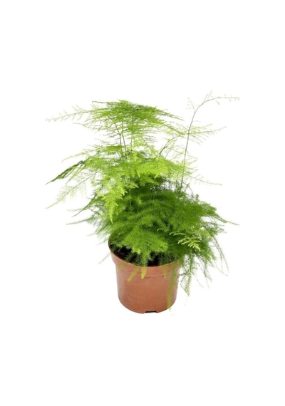 Asparagus Setaceus Tül Salon Çiçeği 1 Adet Saksılı 15-30cm