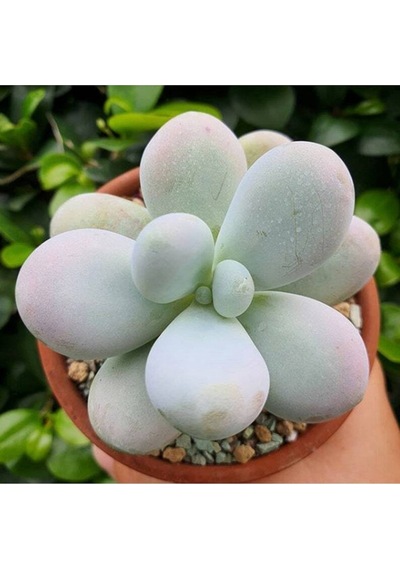 10 Adet Pachyphytum Oviferum Succulent Tohumu