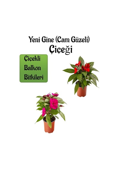Kırmızı +fuşya Yeni Gine Cam Güzeli Çiçeği 2 Adet Balkon Bitkisi 10-15cm
