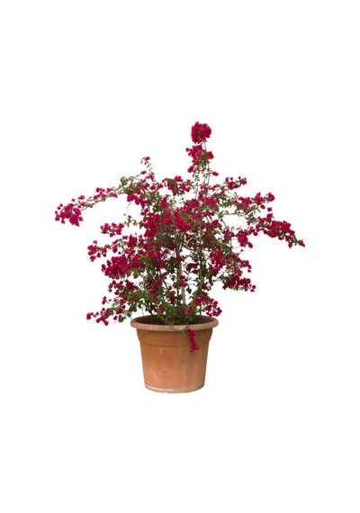 Videolu Bodur Kırmızı Oya Ağacı 1 Adet Saksılı 40-70cm Bahçe Bitkisi Red Lagerstroemia İndica