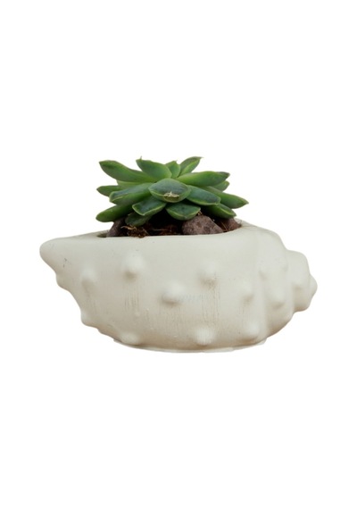 Mini Çiçek Saksı Küçük Sukulent Kaktüs Saksısı Deniz Kabuğu Model - Beyaz