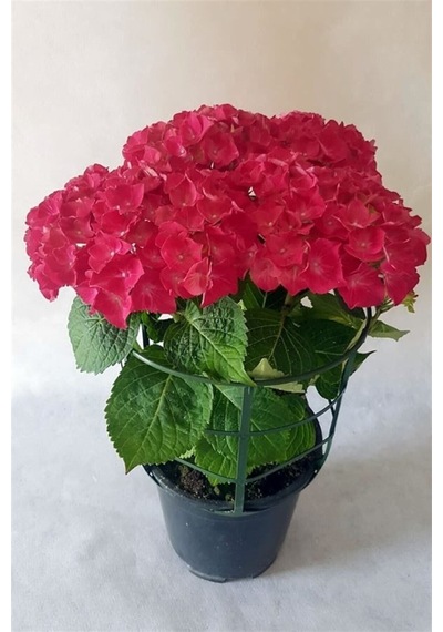 Bayrak Kırmızı Ortanca Fidanı 10-20 Cm