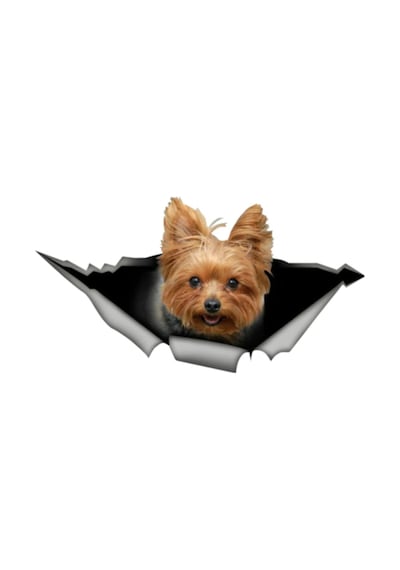 Yorkshire Terrier Cinsi Köpek Araba Sticker Çıkartması 17Cm