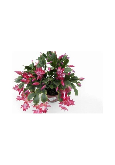 Pembe Yılbaşı Çiçeği Fidanı 20-40 Cm Saksılı Çiçekli Bodur Bitkiler Zygocactus