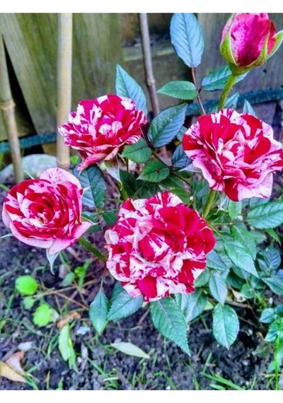 Sihirbaz Gül Rengarenk Kokulu Bahçe Güzeli 30 60 Cm 1 Adet Saksılı Aşılı Gül Wizard Rose