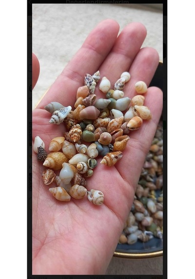 Flea Market 500 Adet Natural Minik Akvaryum Deniz Kabuğu Nassa Shell Karışık Minyatür Deniz Kab