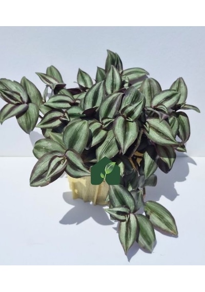Yeşil Kahve Tradescantia Zebrina Telgraf Çiçeği Fidanı 10-20 Cm