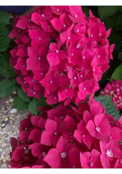 2 Adet Canlı Fuşya Renk Çiçekli Ortanca Fidanı 30-60 Cm Tüplü Çiçekli Bodur Hydrangea