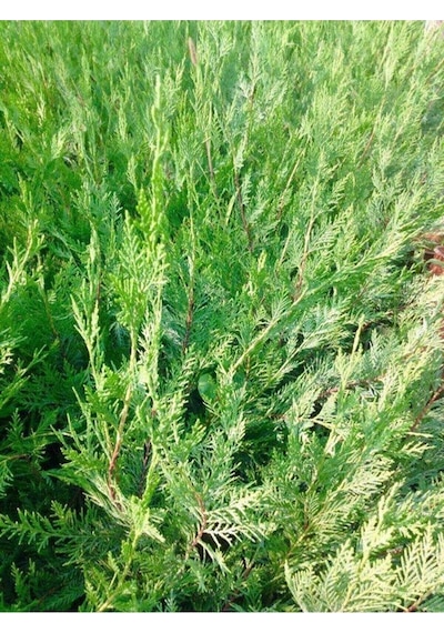 Videolu Soğuğa Dayanıklı 10 Adet Leylandi Çamı Fidanı 15-30cm Tüplü Leyland Cypress Sapling