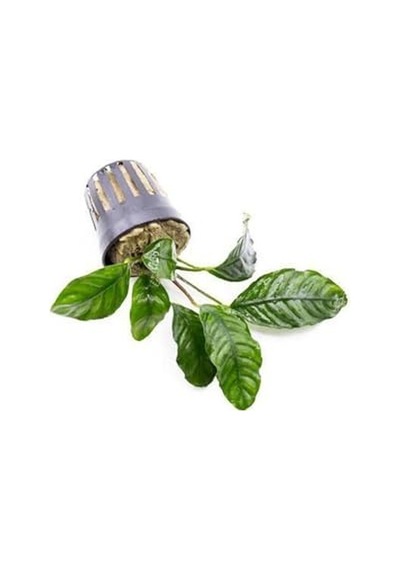 Anubias Coffeefolia Compact Saksı Canlı Bitki