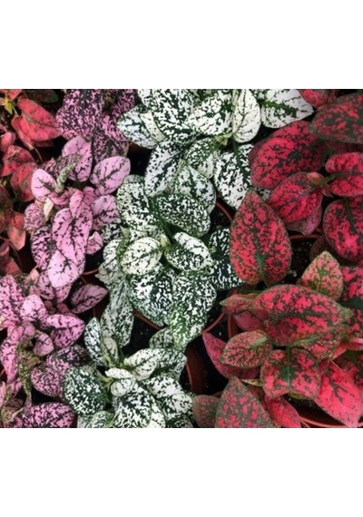 Fittonia Hostes Çiçeği Çilli Yaprak Güzeli Pembe Yeşil 10-20 Cm