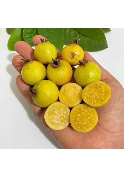 Üzüm Guava Fidanı Nadir Sarı Meyveli Egzotik Guava Çeşidi Psidium Guineense