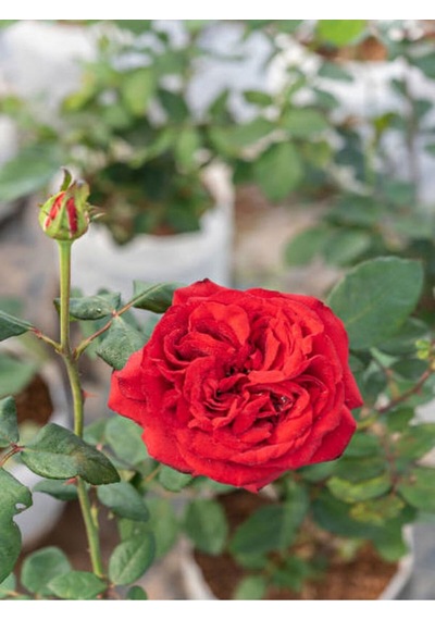 Yediveren Yoğun Kokulu Ateş Kırmızısı 30 60 Cm 3 Adet Aşılı Gül Kırmızı Red Rose