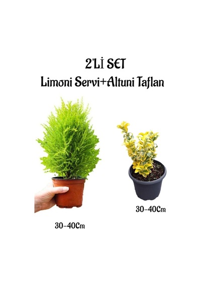 Limoni Servi Fidanı 30-40cm +altuni Taflan 30-40cm 2'li Set Saksılı Bahçe Bitkisi