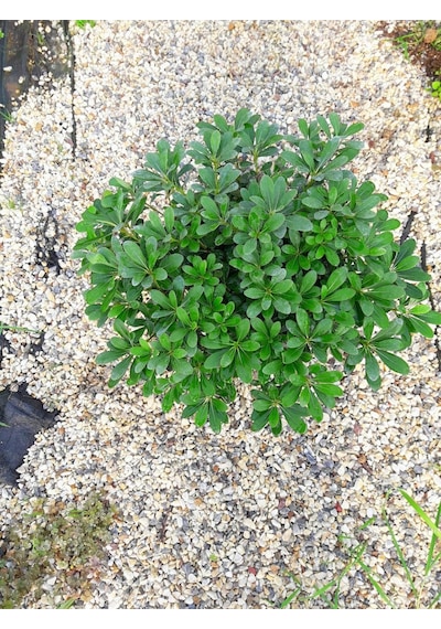 Pitosporum 3 Adet Paket - Yer Örtücü Dış Mekan Bitkisi
