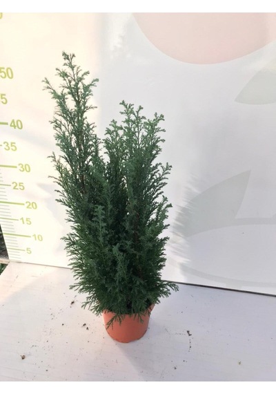 Videolu Elwoodi Ev Çamı 30-40 Cm Ev Ofis Bitkisi Kalıcı Susuzluğa Dayanıklı İran Çamı