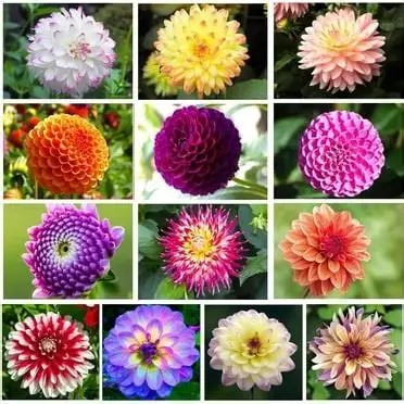 104 Adet Bodur Yıldız Dahlia Çiçeği Yumrusu Yumru Boyu 9 Cm . Yeni Mahsul.çiçekli Boyu 45 Cm.