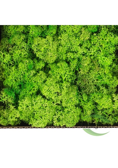 Reindermoss Şoklanmış Norveç Yosunu Terarium Yosunu