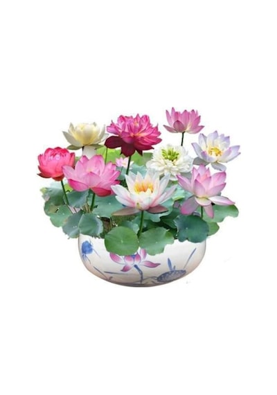 5 Adet Tohum Nadir Katmerli Bodur Karışık Lotus Çiçeği Tohumu Japon Nilüfer Lotus Tohum
