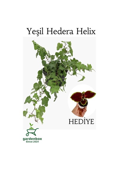 Yeşil Hedera Helix Sarmaşığı 1 Adet Saksılı 30-40cm+yaprak Güzeli