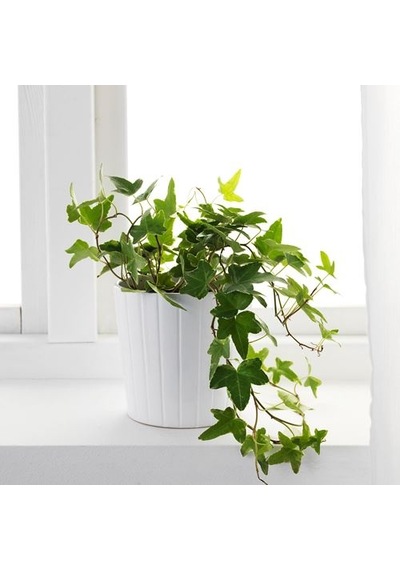 Ikea Hedera Helıx Canlı Bitki, Yeşil, 13 Cm, Sarmaşık