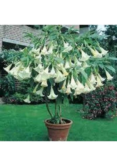 5 Adet Tohum Angel Trumpet Çiçeği Tohum Melek Borazanı Çiçeği Tohum Tohum Saksı Toprak Hediyeli..