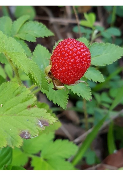 "2 Yaşında Ahududu Fidanı - Rubus İdaeus, Bahçenize Lezzet K...