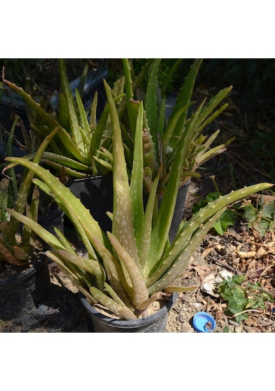 4 Adet Aloe Vera Bitkisi 20-30 Cm