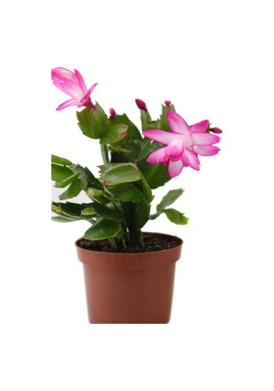 Yılbaşı Çiçeği 1 Adet Saksılı 5-15 Cm Iç Mekan Salon Bitkisi Schlumbergera