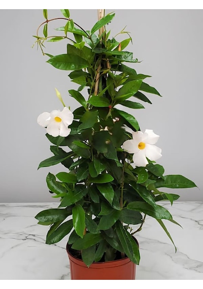 Beyaz Çiçekli Sandavilla Mandevilla Sarmaşık 30 60 Cm Dış Mekan Saksılı Bitki