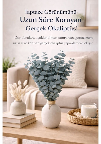 Doğal Yeşil Okaliptüs Demeti Gerçek Okaliptüs, Şoklanmış Büyük Okaliptus Demeti Doğal Yeşil