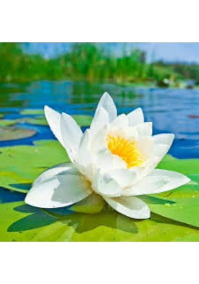 1 Adet Tohum Nadir Beyaz Lotus Su Çiçeği Tohumu Nilüfer Çiçeği