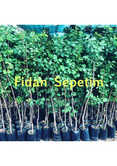 3 Yaş Aşılı Tokaloğlu Kayısı Fidanı