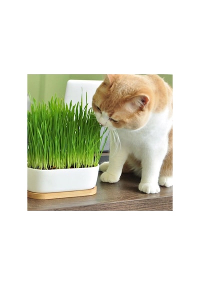 500 Gr Organik Buğday Tohumu Çimi- Kedi Çimi
