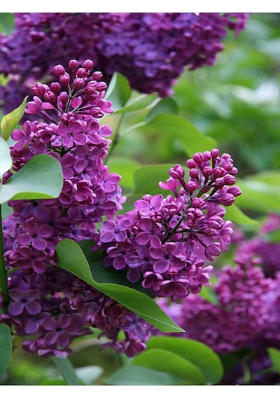 Leylak Çiçeği, Mor Renkli Kokulu, 80-110 Cm, 3 Adet, Dış Mekan Bitkisi, Syringa Vulgaris Diğer