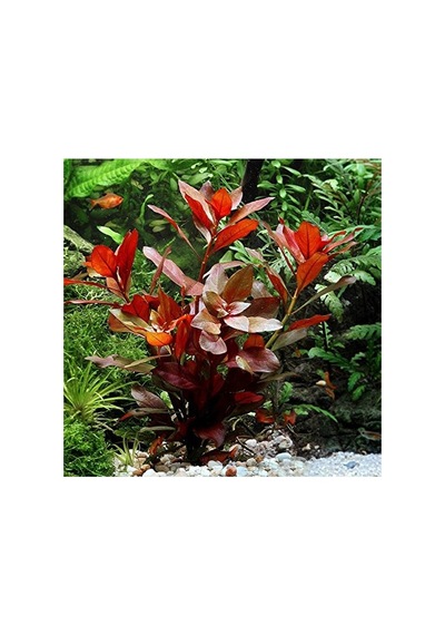 Ludwigia Repens Canlı Akvaryum Bitkisi, 5 Dal