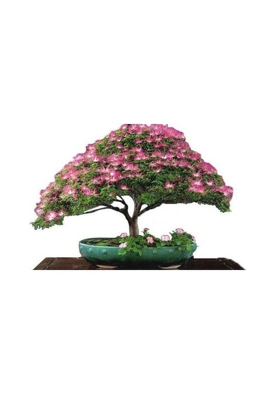 Nadir Ithal Bodur Gülibrişim Bonzai Ağacı Tohumu 5 Tohum Bonsai Tohumu