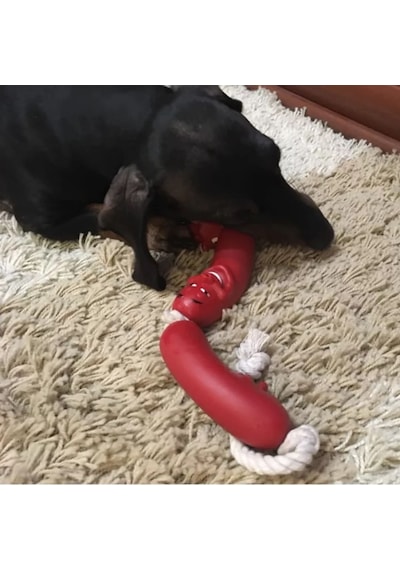 Buffer Köpekler için Sosis 4'lü 48 CM Köpek Oyuncağı
