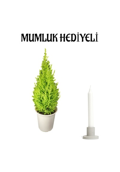 Limon Kokulu Limon Çamı Sevgililer Gününe Özel Mumluk Hediyeli