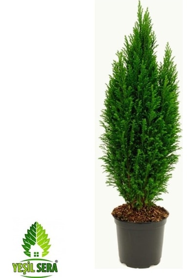 Yılbaşı Çamı Elvodi Çamı 30-60 Cm