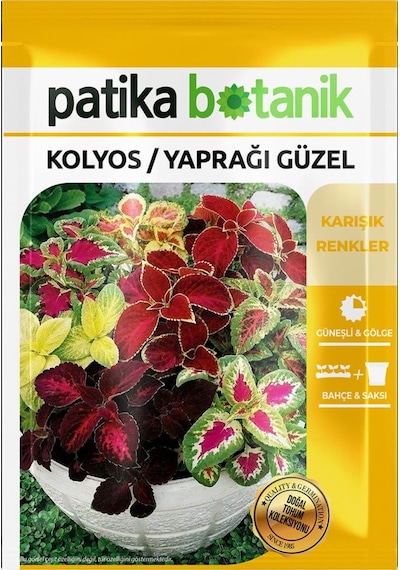 100 Adet Kolyos / Yaprağı Güzel Çiçek Tohumu