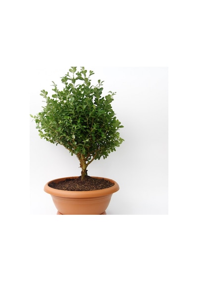 Bonsai Şimşir Fidanı Buxus Sempervirens Rotundifolia 3 Adet