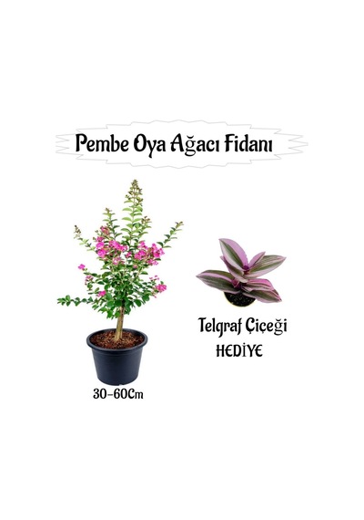 Pembe Oya Ağacı Fidanı 1 Adet Saksılı+telgraf Çiçeği-kurdele Çiçeği Hediyeli
