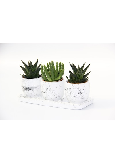 Trio Beyaz Sukulent Seti - Haworthia. Crassula Huernia Angolensis