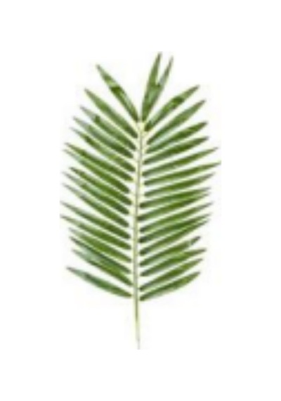 Yapay Palmiye Dalı - 54 Cm Çok Renkli
