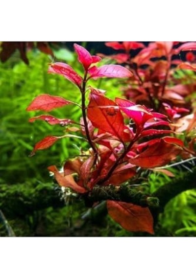 Ludwigia Mini Super Red Saksı Canlı Bitki -
