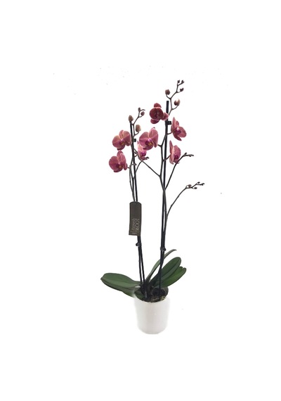 Çift Dal Mor Orkide - Phalaenopsis