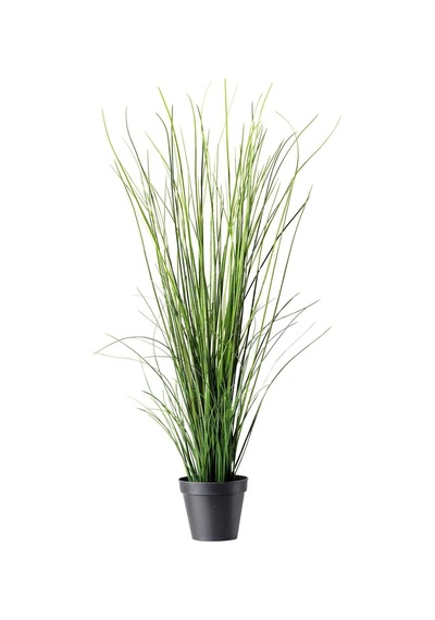 Thebestonline Pampas Otu Fidesi Cortaderia Selloana Saz Püskülü,