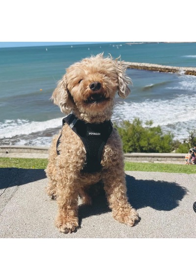 Voyager Step-ın Air Köpek Koşum Takımı - Küçük Ve Orta Ölçekli Köpekler İçin Yelek Koşumunda Tüm Hava Mesh Basamağı - Siyah, Xl Çok Renkli